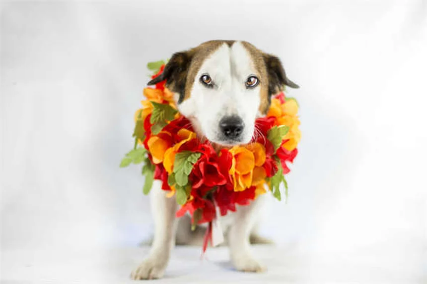 犬猫の目の感染症に効くテラマイシンの正しい使い方【獣医師監修】