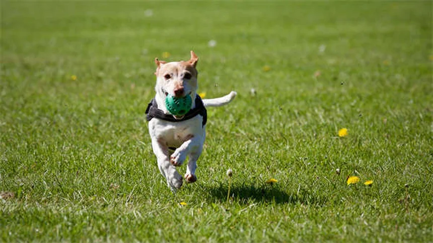 犬猫の目の感染症に効くテラマイシンの正しい使い方【獣医師監修】