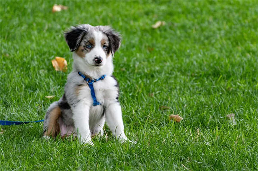 犬猫の目の感染症に効くテラマイシンの正しい使い方【獣医師監修】