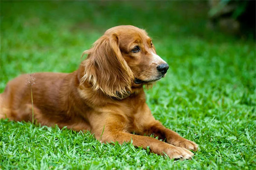 犬のダイエットで失敗しない5つのポイント【獣医師監修】