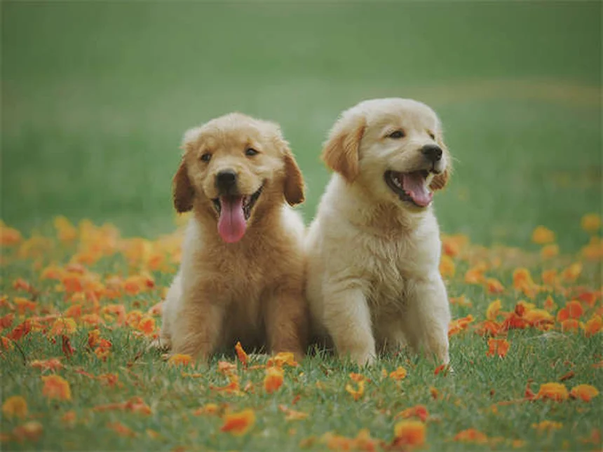 犬のダイエットで失敗しない5つのポイント【獣医師監修】
