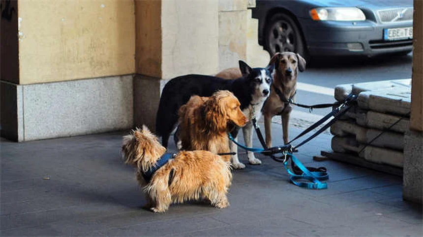 犬の肛門腺トラブル解決法｜症状から自宅ケアまで徹底解説
