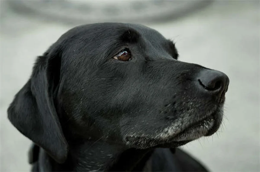 犬の肛門腺トラブル解決法｜症状から自宅ケアまで徹底解説
