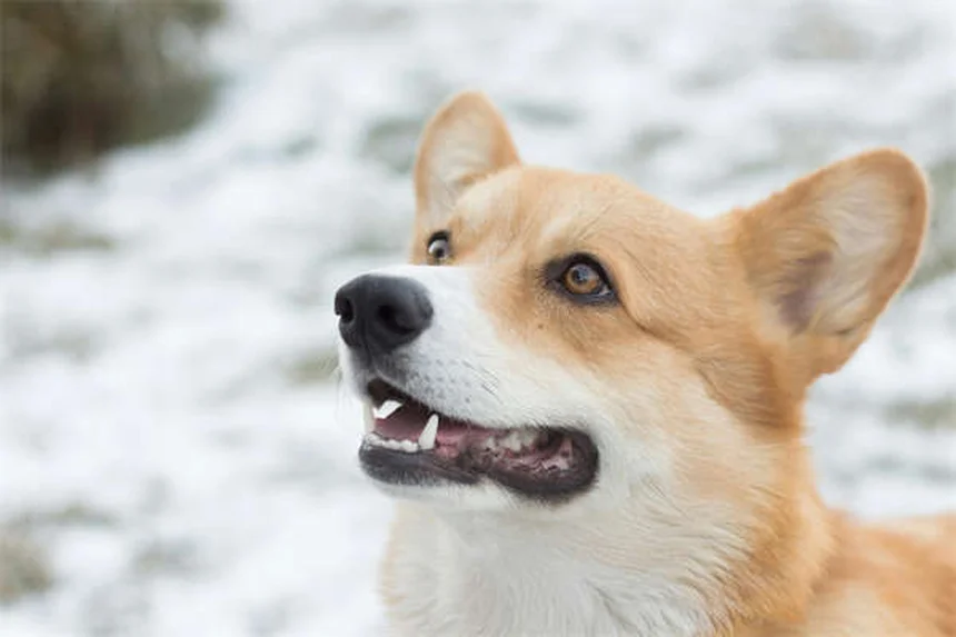 アレルギー持ちでも飼える！低アレルギー猫12選【2024年最新版】