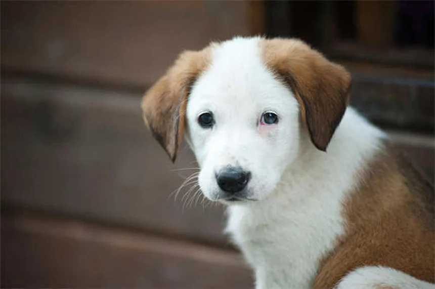 犬のフィラリア検査で知っておくべき4つの重要ポイント