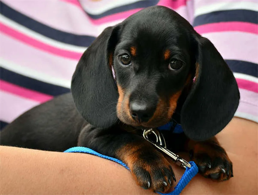 犬のフィラリア検査で知っておくべき4つの重要ポイント