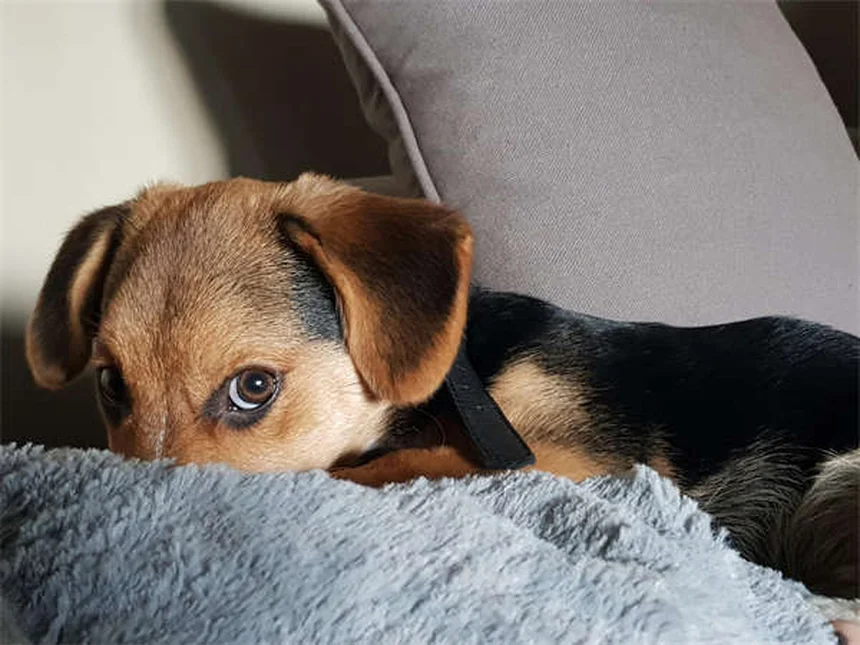 犬のフィラリア検査で知っておくべき4つの重要ポイント
