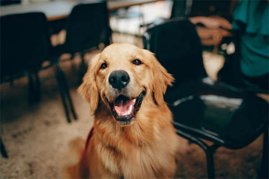 犬の寝相で性格がわかる？愛犬の寝姿から読み解く5つのサイン