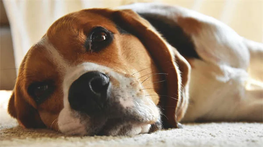 シニア犬の健康管理で見逃せない7つのポイントと対策法