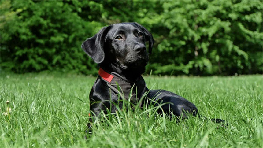シニア犬の健康管理で見逃せない7つのポイントと対策法