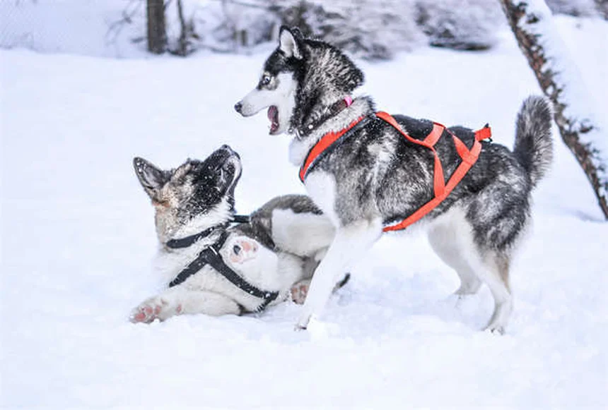 シニア犬の健康管理で見逃せない7つのポイントと対策法