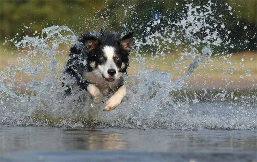 犬はどれくらい言葉を理解できる？驚きの研究結果と教え方のコツ