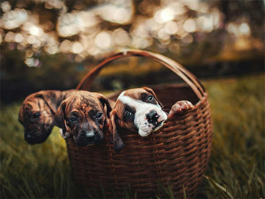 犬はどれくらい言葉を理解できる？驚きの研究結果と教え方のコツ