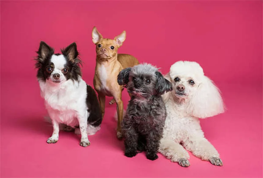 犬はどれくらい言葉を理解できる？驚きの研究結果と教え方のコツ