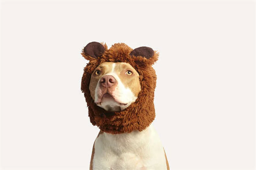 犬にも親友はいる？愛犬の友情サインと見分け方