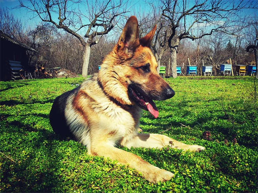 子犬がうんちを食べる7つの理由と効果的な対策法