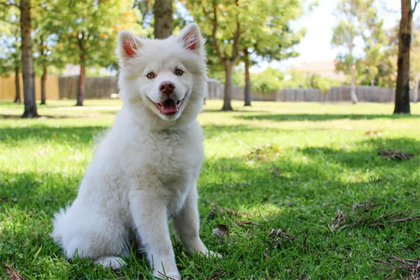 子犬がうんちを食べる7つの理由と効果的な対策法