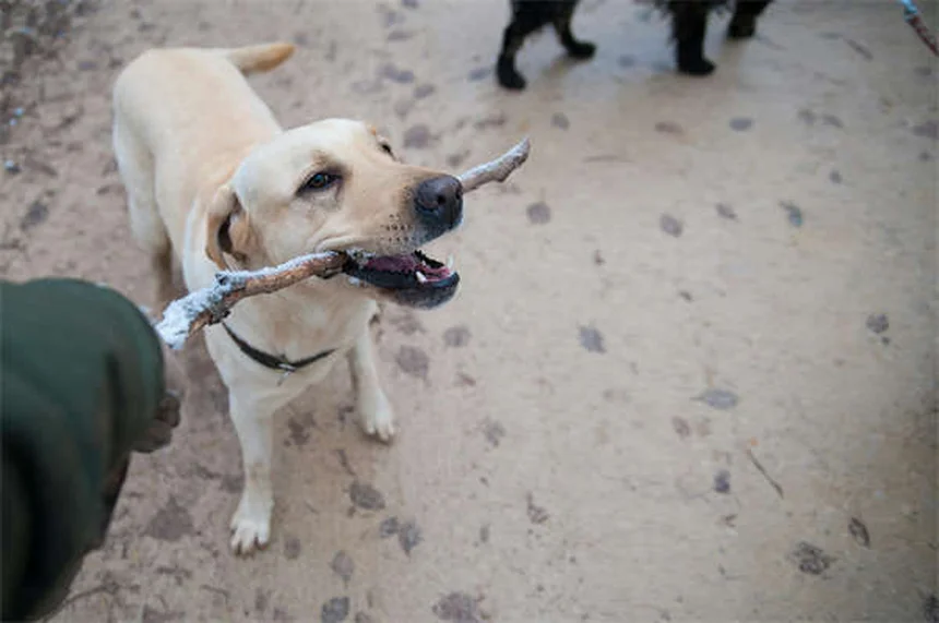 犬の良い行動を褒めるコツ5選｜信頼関係が深まるしつけ術