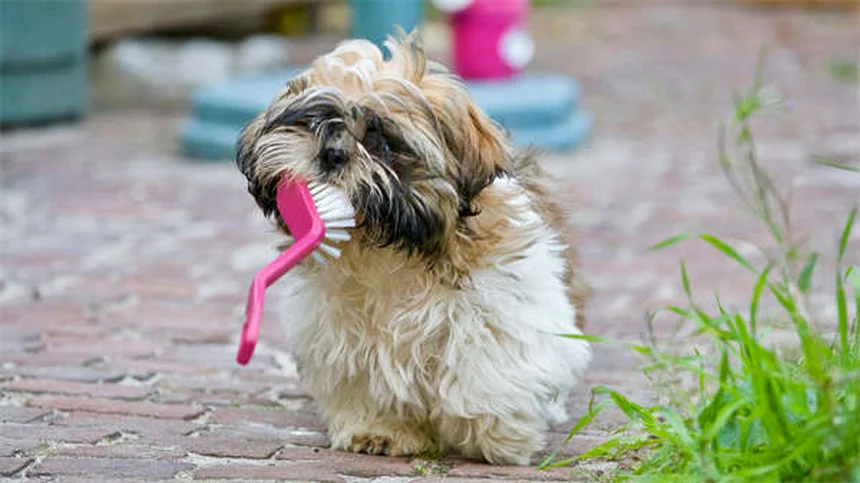 犬の良い行動を褒めるコツ5選｜信頼関係が深まるしつけ術
