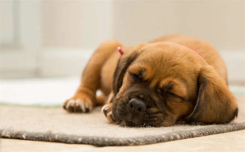 7 Proven Ways to Calm Your Anxious Dog (Vet-Approved Tips)