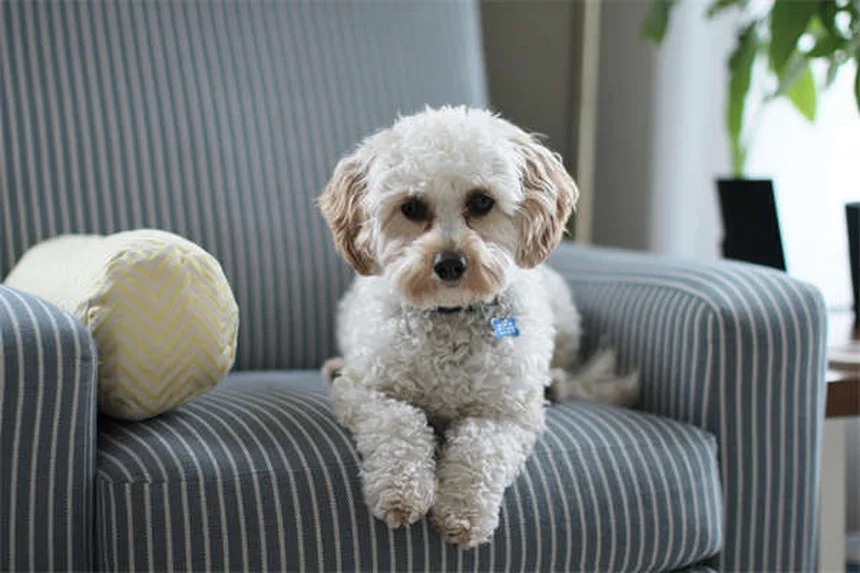 Why Are Dogs Scared of Thunder? 7 Proven Ways to Calm Your Pup