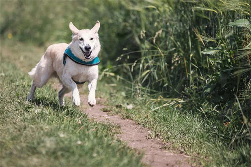 Why Are Dogs Scared of Thunder? 7 Proven Ways to Calm Your Pup