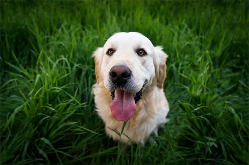 Cat Heartworm Prevention: 5 Must-Know Tips to Protect Your Feline