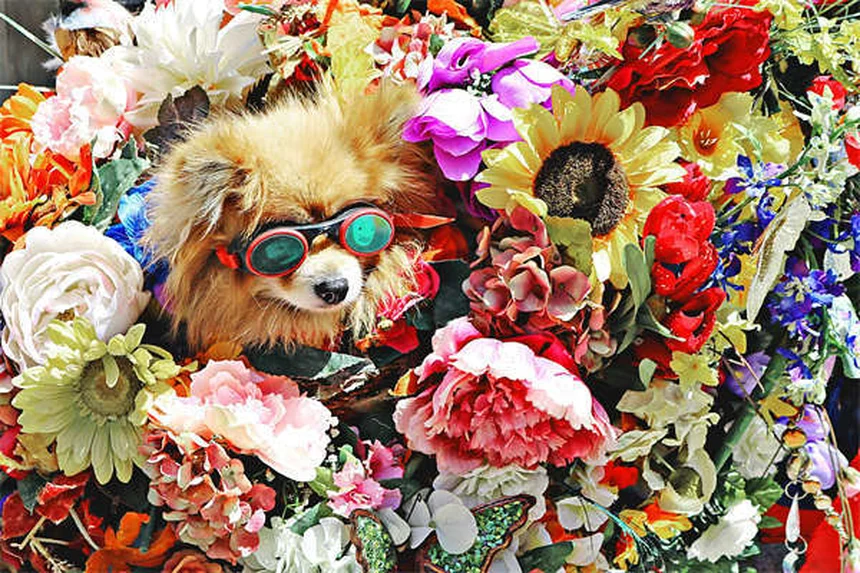 What Type of Music Do Dogs Like? 7 Calming Genres Backed by Science