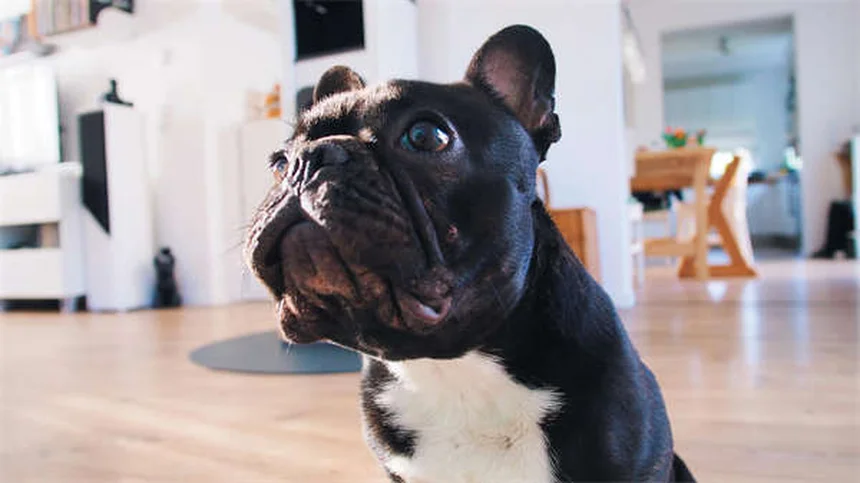 Adopting a Heartworm-Positive Dog: What You Need to Know