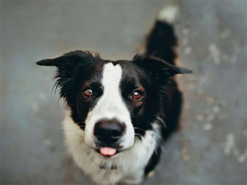 Adopting a Heartworm-Positive Dog: What You Need to Know