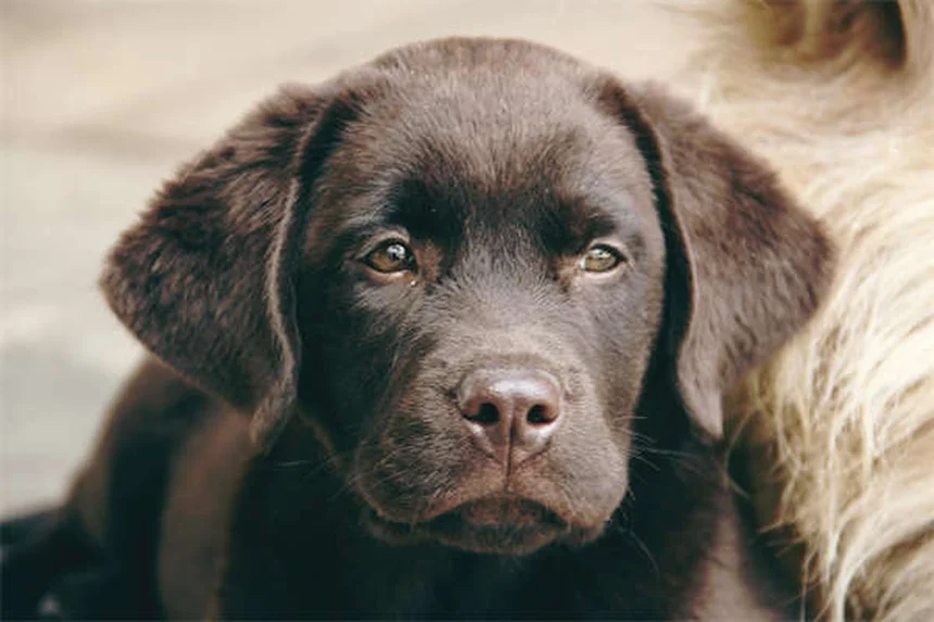 7 Proven Ways to Calm an Anxious Puppy Fast (Vet Approved)