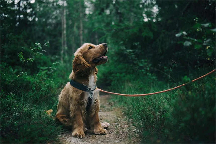 7 Proven Ways to Calm an Anxious Puppy Fast (Vet Approved)