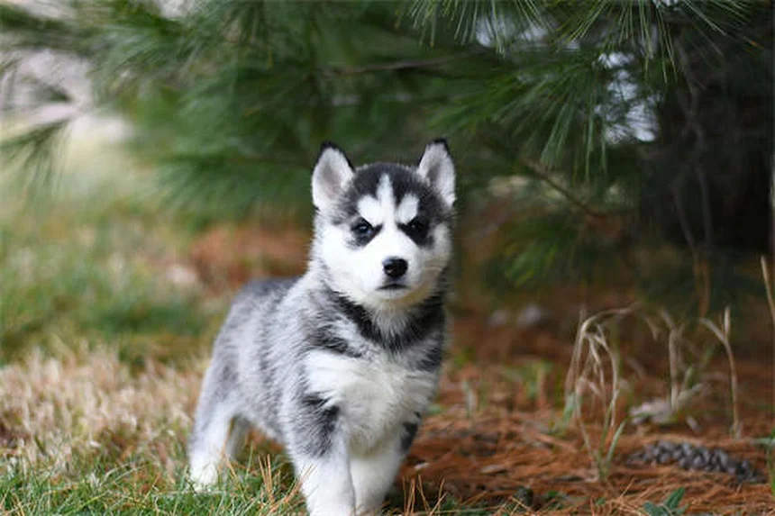 7 Proven Ways to Calm an Anxious Puppy Fast (Vet Approved)