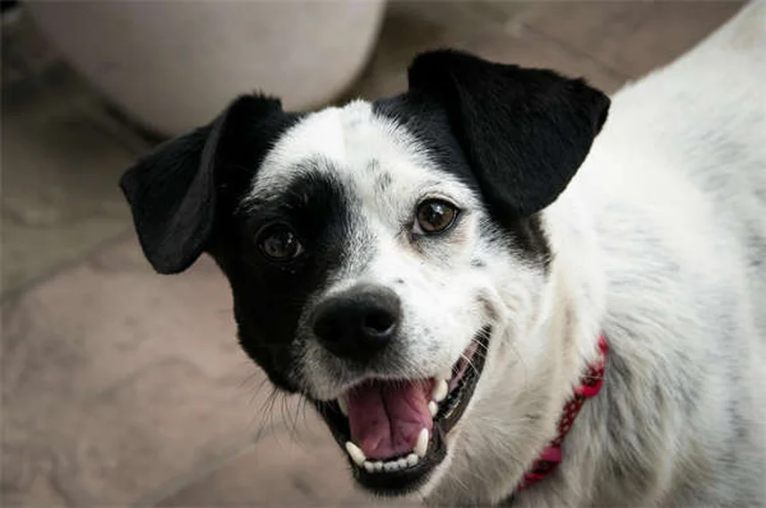 Dog Noise Phobia: 7 Proven Ways to Calm Your Anxious Pup