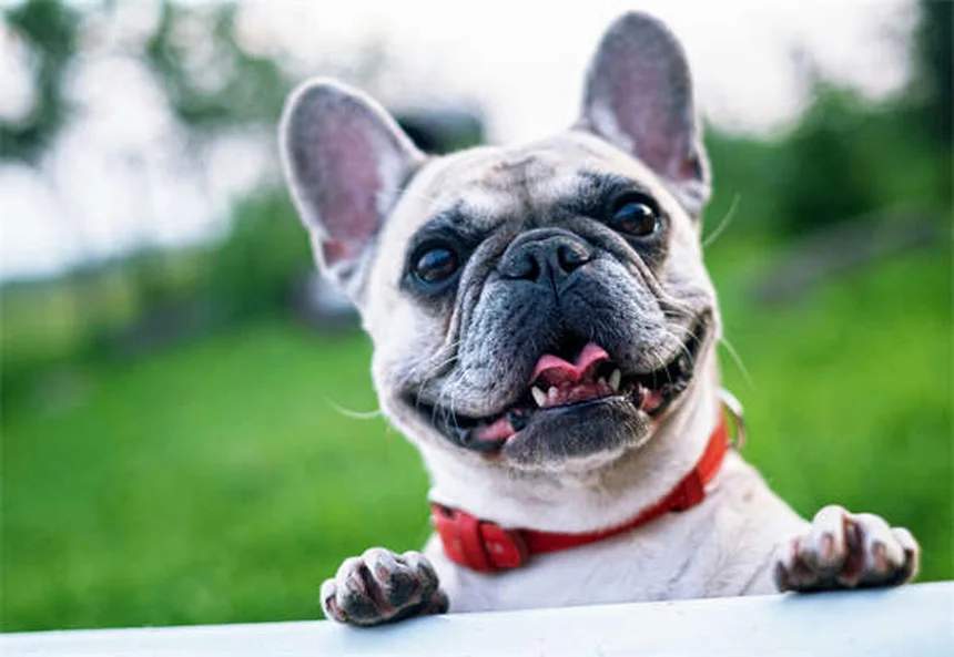 Dog Noise Phobia: 7 Proven Ways to Calm Your Anxious Pup