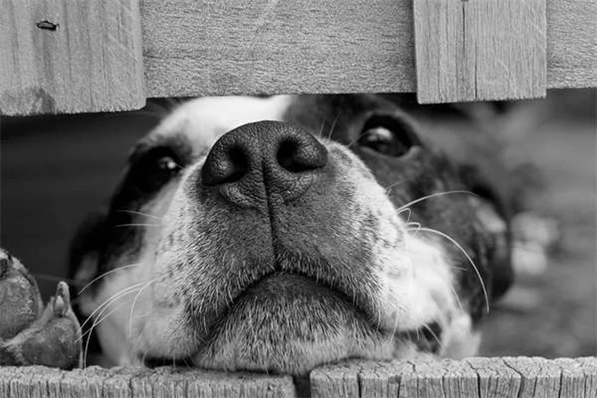Wolf Teeth in Horses: What Every Owner Should Know (2024 Guide)