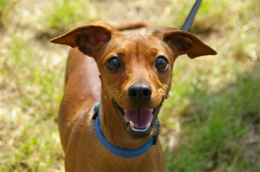 Praziquantel for Dogs: The Complete Tapeworm Treatment Guide