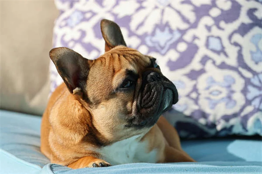 Praziquantel for Dogs: The Complete Tapeworm Treatment Guide
