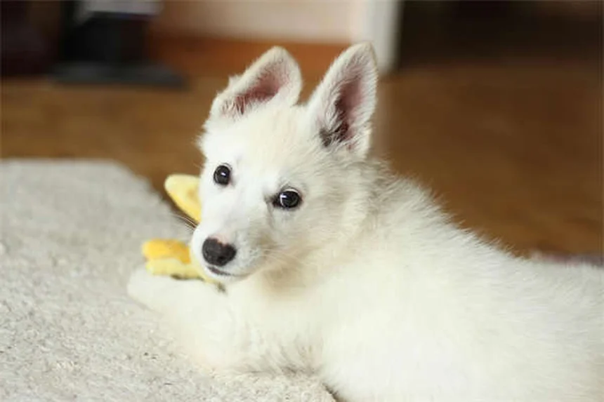 Best Heartworm Meds for Dogs and Cats: Top Vet-Recommended Options