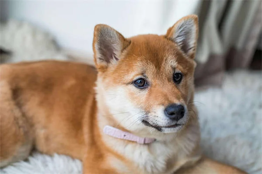 Best Heartworm Meds for Dogs and Cats: Top Vet-Recommended Options