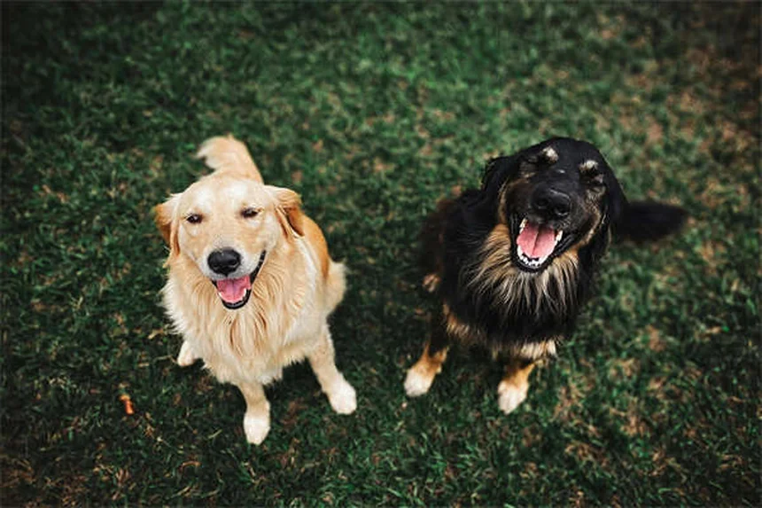 Oxazepam for Dogs: Safe Anxiety Relief Guide (Vet Approved)
