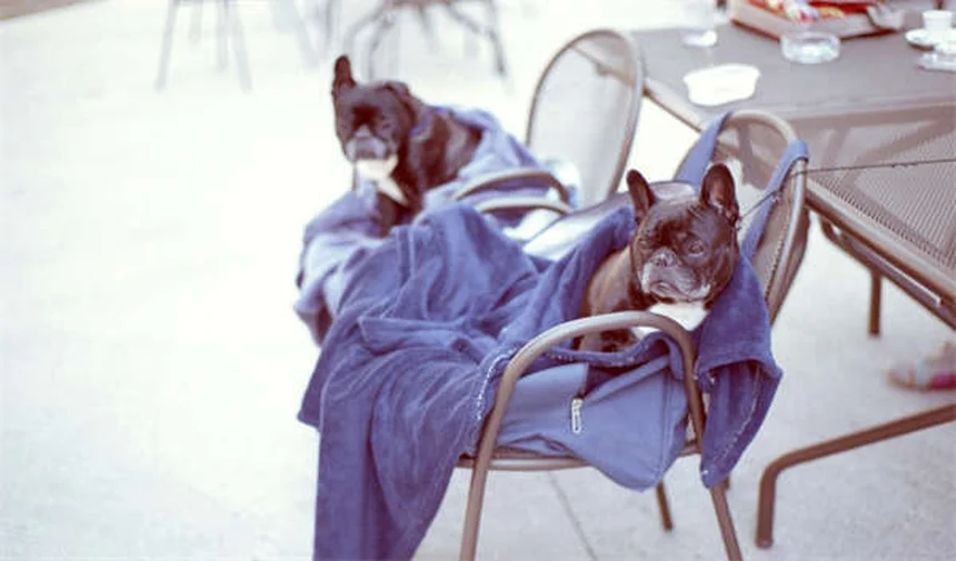 Flea and Tick Medicine Poisoning in Dogs: Symptoms & Treatment