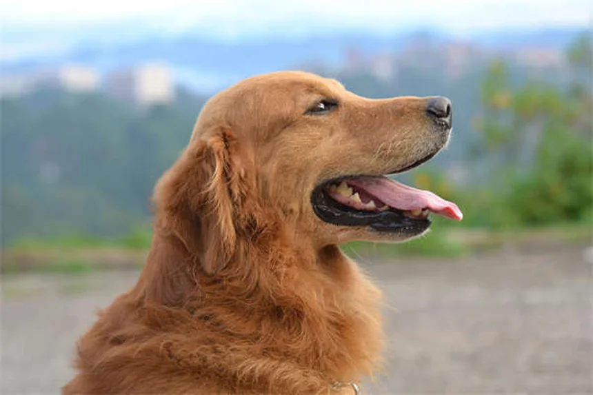 Flea and Tick Medicine Poisoning in Dogs: Symptoms & Treatment