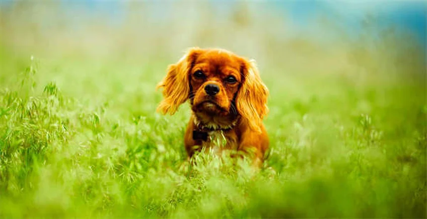 ProHeart 12: The Year-Long Heartworm Shot Your Dog Needs