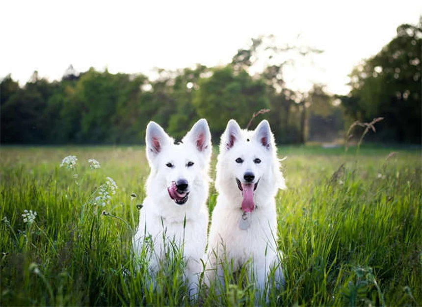 ProHeart 12: The Year-Long Heartworm Shot Your Dog Needs