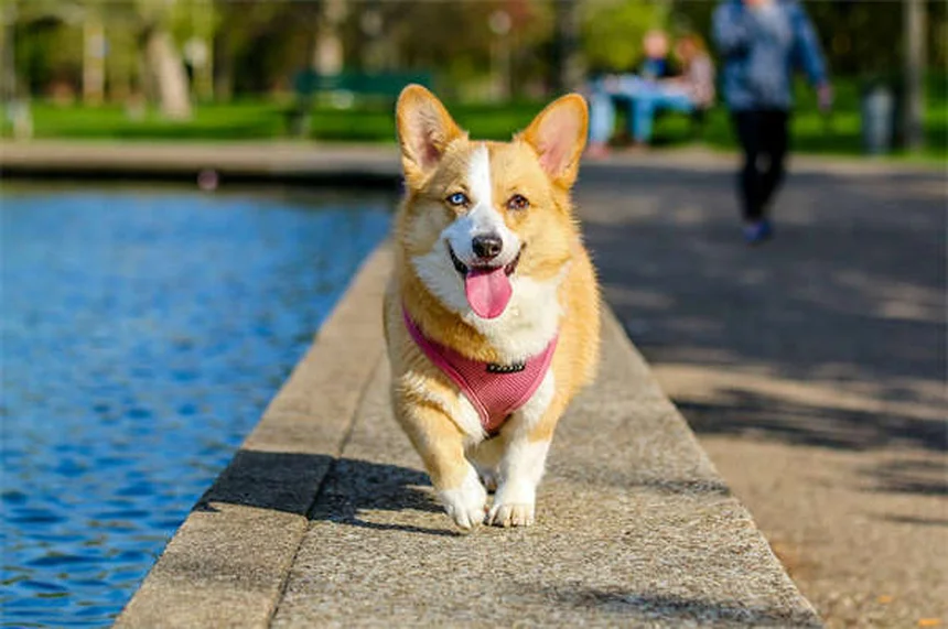 犬の分離不安症を解決！プロが教える5つの改善方法