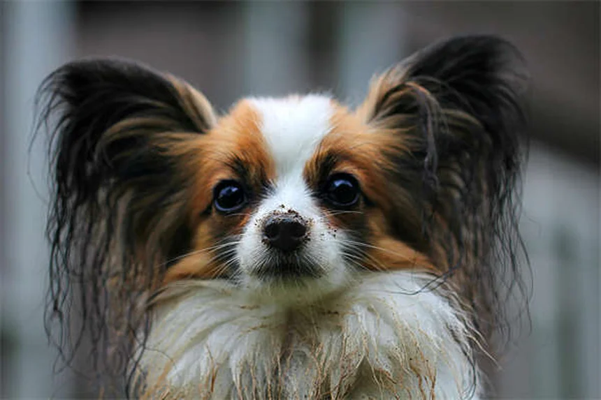 犬の分離不安症を解決！プロが教える5つの改善方法
