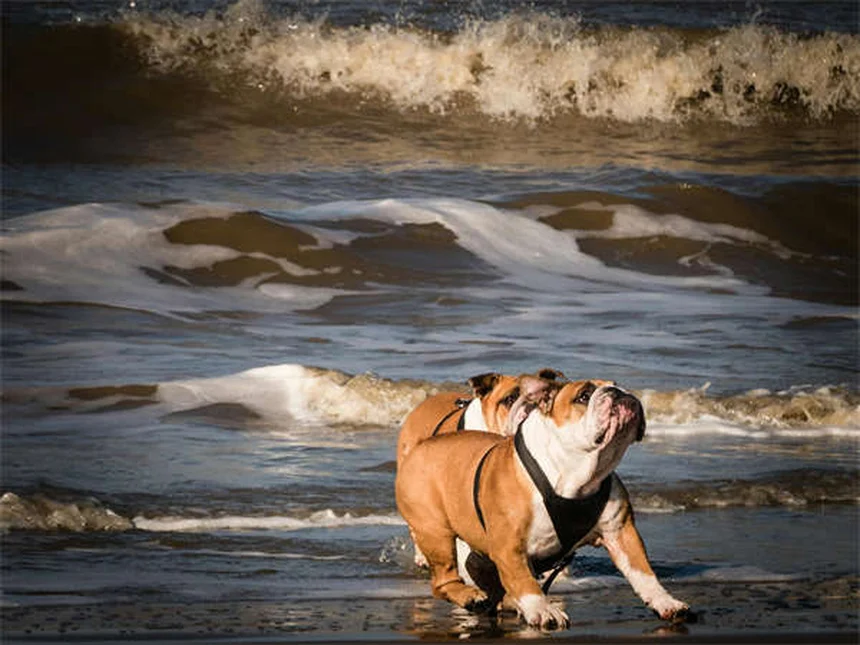 犬の分離不安症を解決！プロが教える5つの改善方法